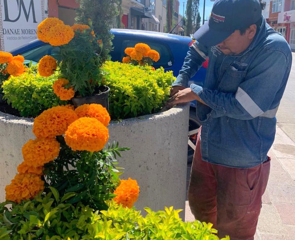 Colocan más de 2,500 plantas de cempasúchil en la ciudad 