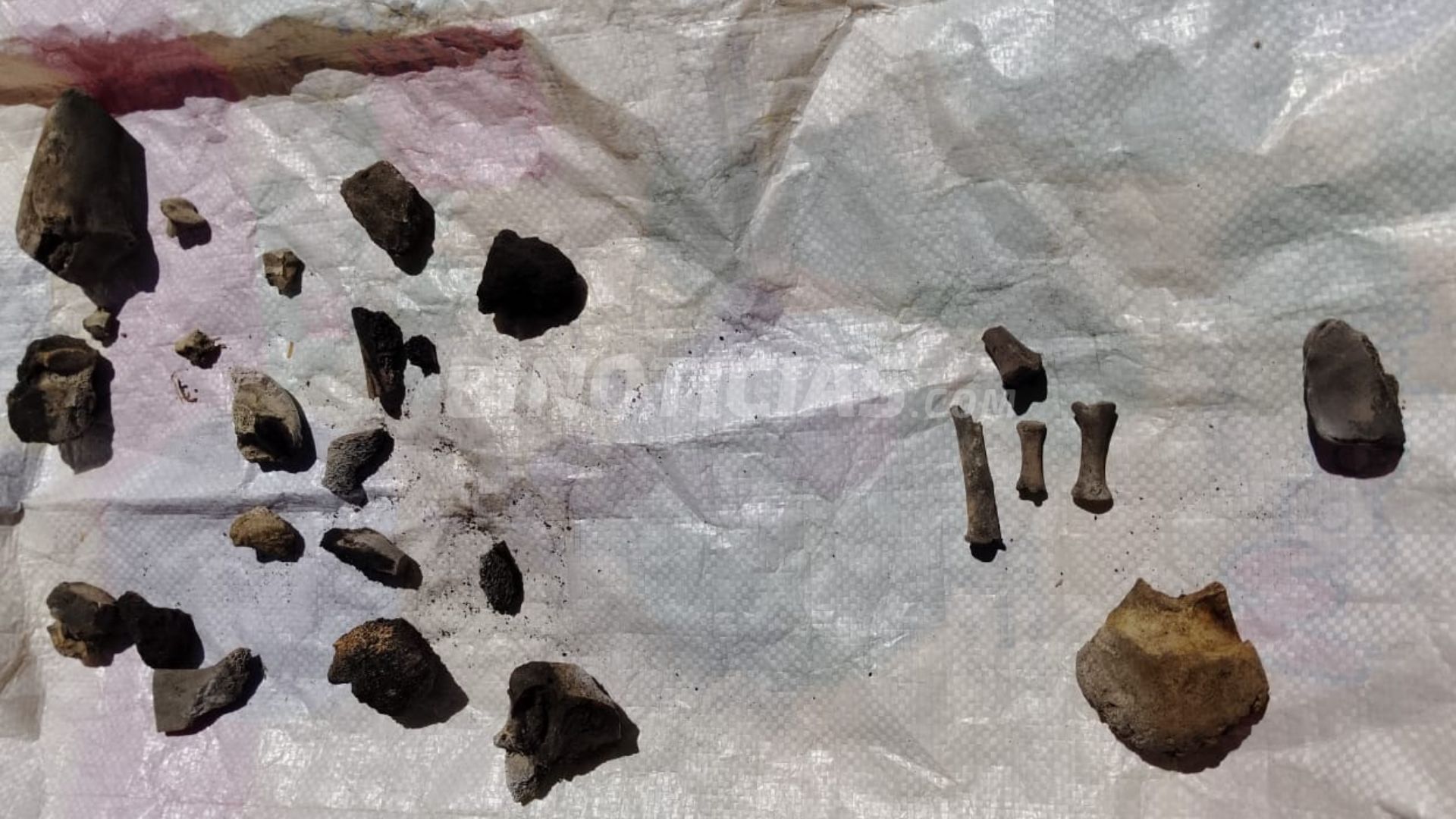 [GALERÍA] Familias buscadoras encuentran decenas de fragmentos óseos en Rincón de Romos 