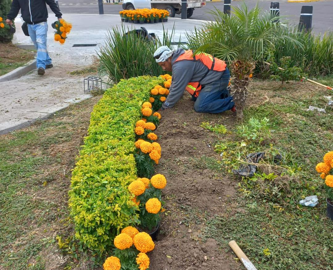 Colocan más de 2,500 plantas de cempasúchil en la ciudad 