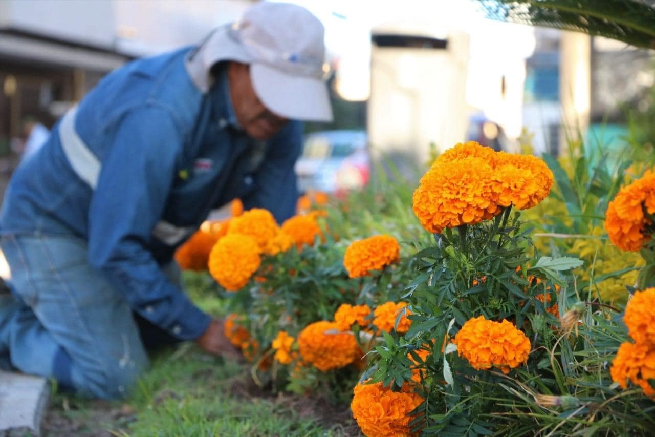 Colocan más de 2,500 plantas de cempasúchil en la ciudad 