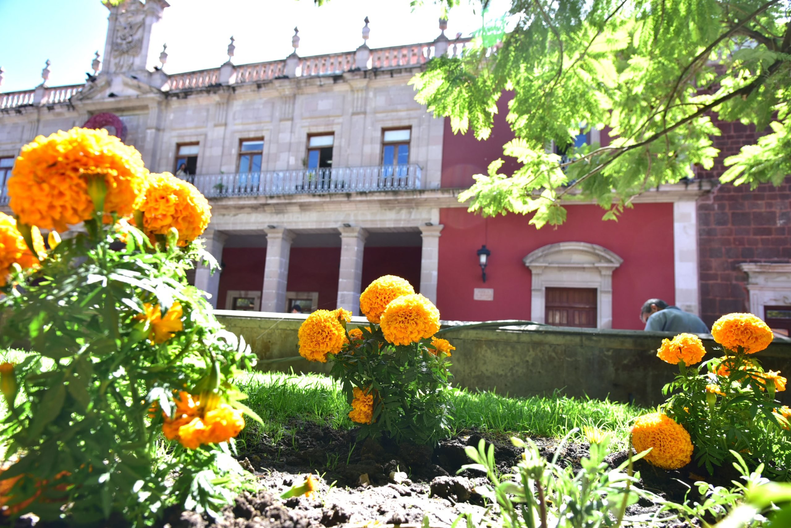 Colocan más de 2,500 plantas de cempasúchil en la ciudad 