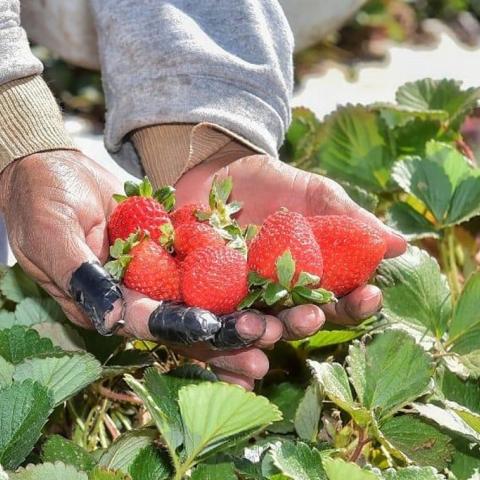 Brotes de hepatitis se relacionarían con fresas cultivas en México