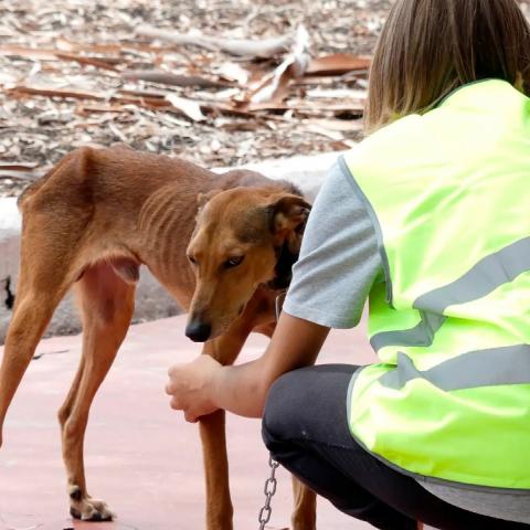 Protección Animal