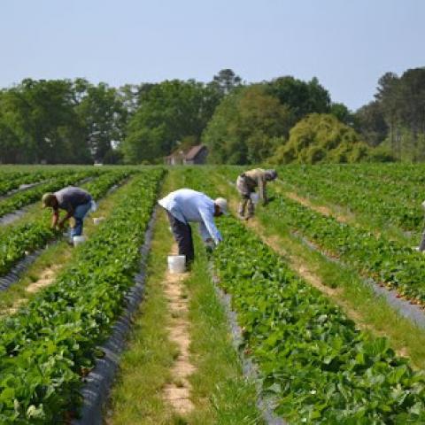 Crece PIB del campo