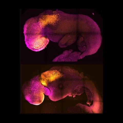 Crean un embrión de ratón sin óvulo ni espermatozoide 