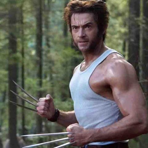 wolverine