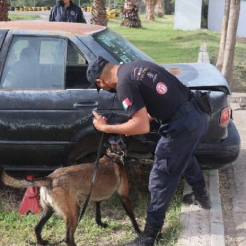 Binomio canino buscando droga