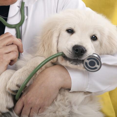 Veterinarios Aguascalientes