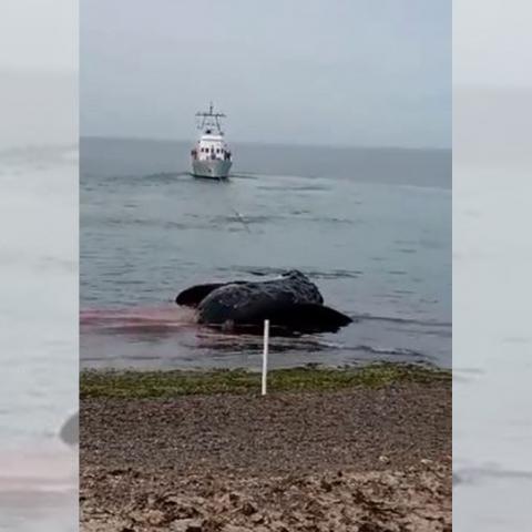 Ballena muerta