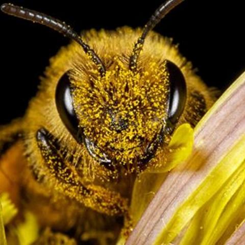 abeja