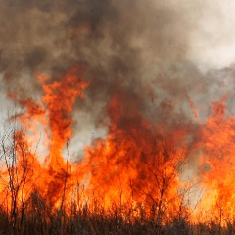 Incendios forestales