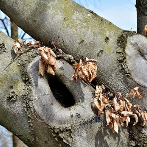 Le dispararon desde un árbol al comandante de la Guardia Nacional