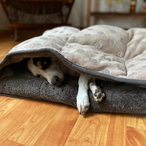 Cuidar mascotas del frío