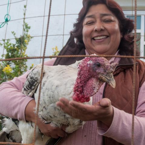 Esta Navidad la Secretaría de Agricultura invita a optar por el guajolote mexicano