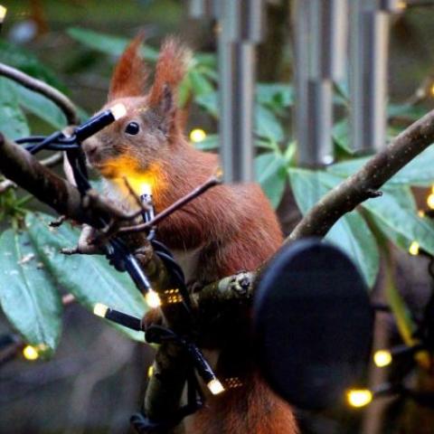 Iluminación navideña afecta a fauna que vive en los árboles