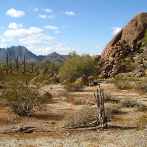 desierto arizona