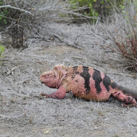 iguana rosa