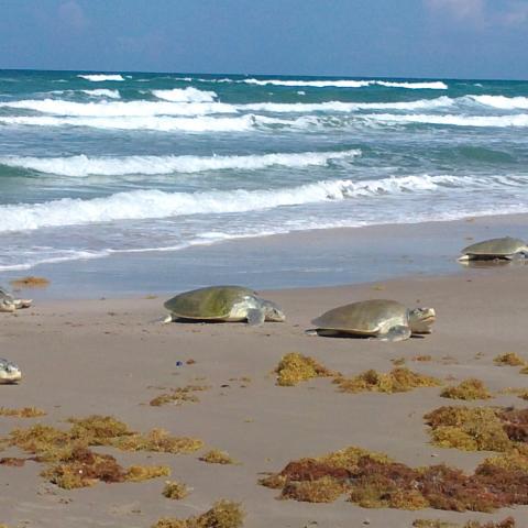 playas anidación