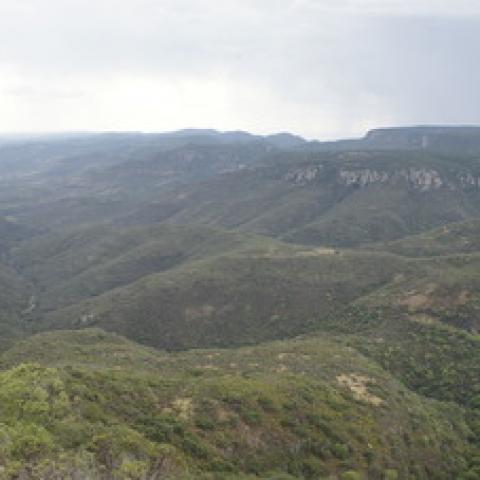 Ofertan créditos de carbono en la Sierra Fría