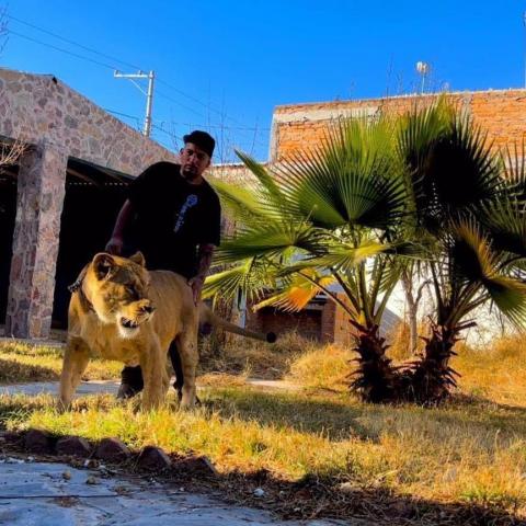 Leona ataca a una mujer en Cumbres; dueño se rehúsa a entregarla