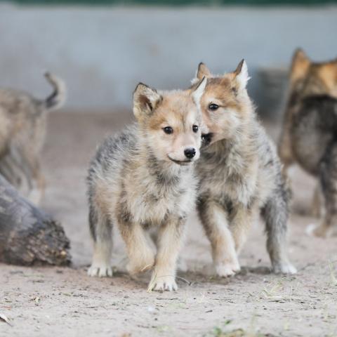 Cachorros 