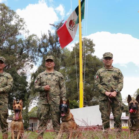 Perritos mexicanos rescatistas emprenden labor en Turquía