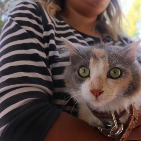 La Caravana de la Salud Canina y Felina llegará al Pabellón de Arteaga