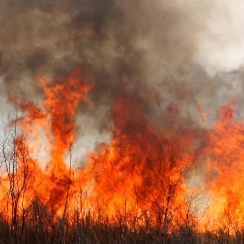 Incendios forestales 