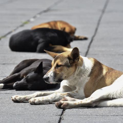 Perros Callejeros