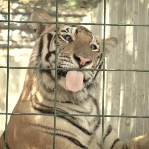 Trasladan 200 tigres de México a la India
