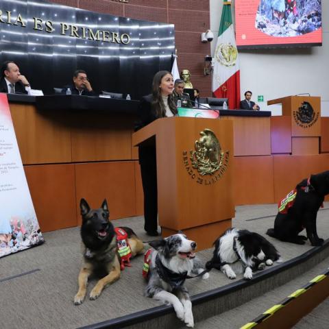 Reconocen en el Senado a perros rescatistas y más integrantes de Misión Rescate que auxiliaron a Turquía