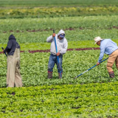 Migrantes mexicanos recibirán de EE. UU. sus adeudos de salarios y horas extras