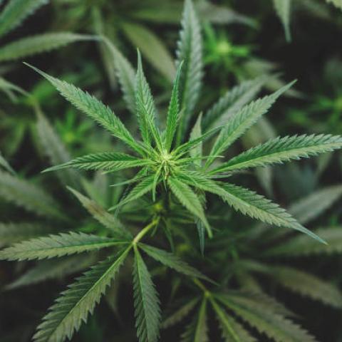 Sentencia judicial obliga a Cofepris dar permiso para la producción de cannabis industrial