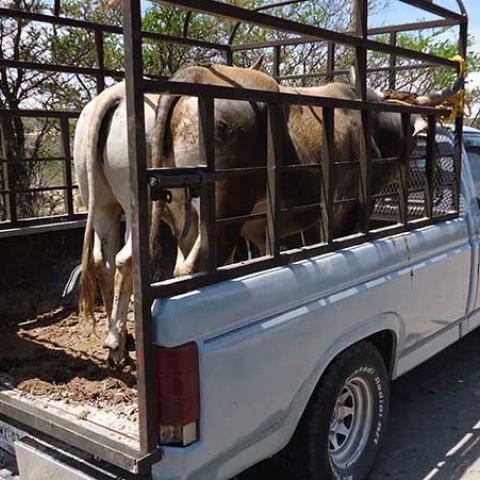 Piden no dejar entrar a bandas roba ganado a Aguascalientes