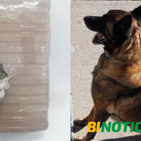 Canino de la Guardia Nacional detecta paquete con marihuana en la Central Camionera 