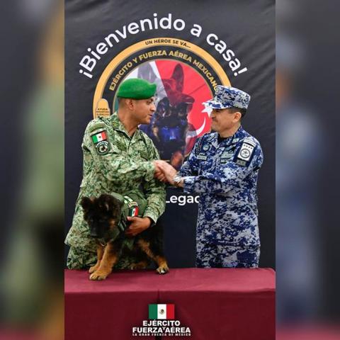 Llega a México el perro heredero de Proteo