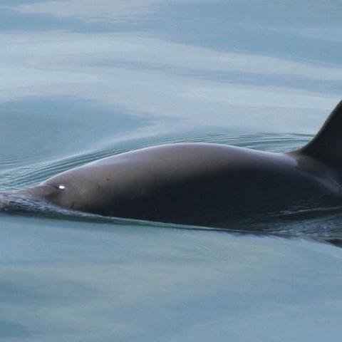 México trabaja un plan de acción para proteger a la vaquita marina y prevenir la pesca ilegal de totoaba