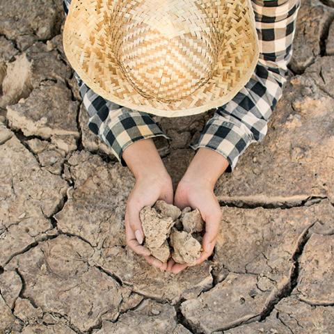 Crisis en el campo: comienzan a racionar el agua y a vender ganado