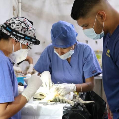 Esterilización de mascotas