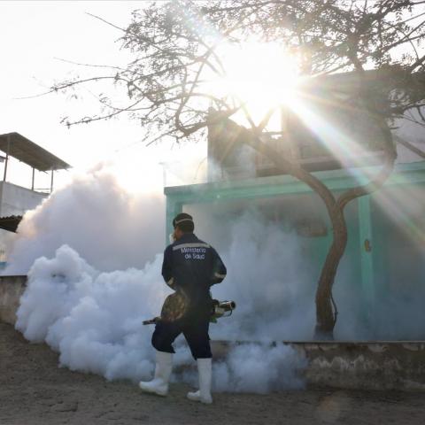 Mosquito del dengue causa cientos de muertes en Perú