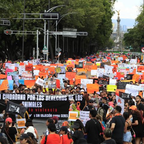 Realizan marcha en la Ciudad de México contra el maltrato animal