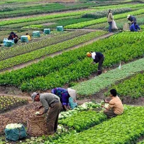 Clima, altos costos e inseguridad, los problemas que más pegan al campo en Aguascalientes