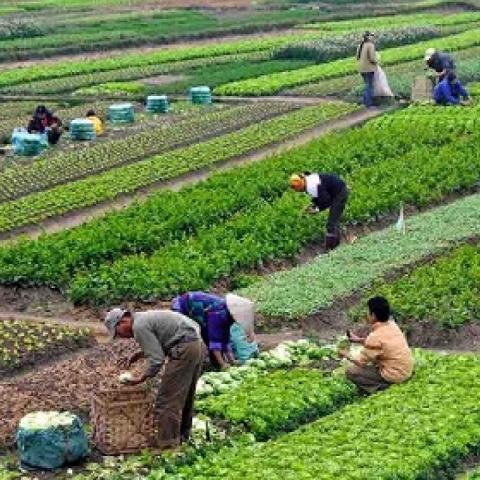 En medio de la crisis, apenas 4 de cada 100 de quienes trabajan en el campo acceden a créditos