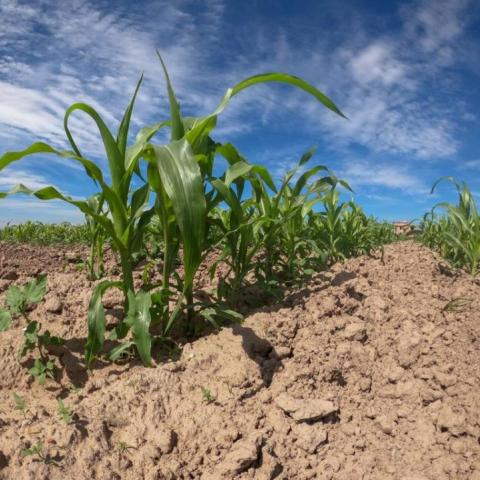 Proponen impulsar la agricultura 5.0 para lidiar con la crisis en el campo