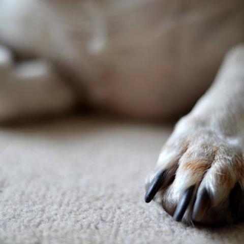 Siete de cada 10 animales domésticos sufren maltrato animal: estudio del Senado