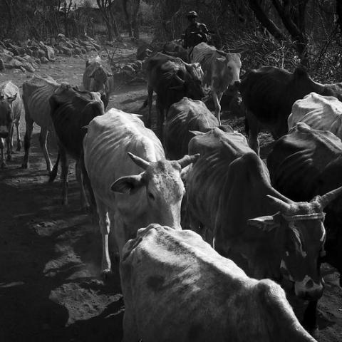 Agroproductores: sin lluvia y sin Financiera Rural