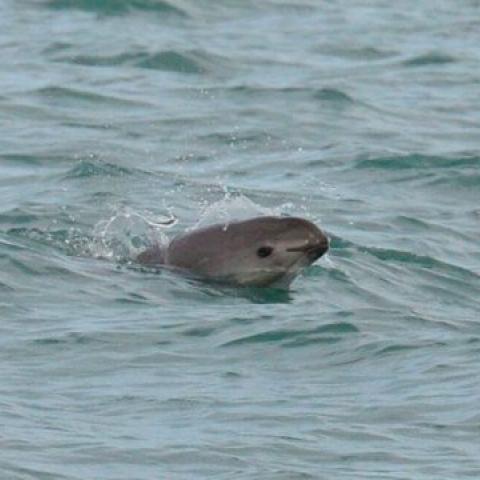 Semarnat publica versión testada y censurada del Plan de Acción para la protección de la vaquita marina