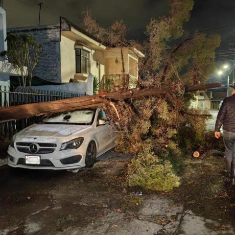 Lluvias causan caída de árboles, apagones, autos varados...