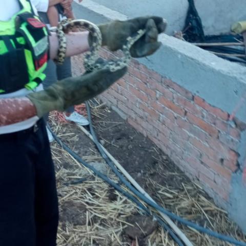 serpiente