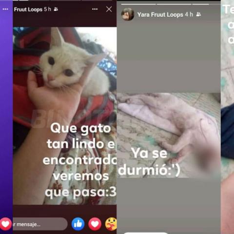 Adolescente mata a gatito y lo presume en redes sociales; convocan a marcha para exigir justicia